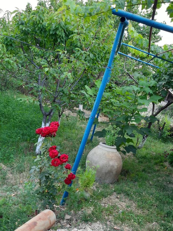 Ararat B&B Chʼiva Exteriér fotografie